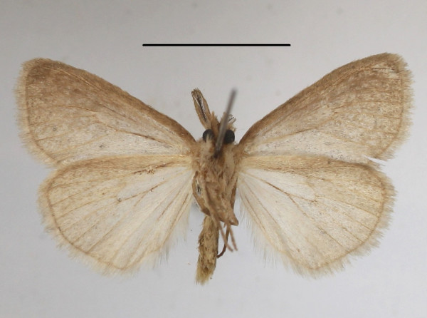 /filer/webapps/moths/media/images/S/subrosea_Laelia_AM_MGCLb_01.JPG