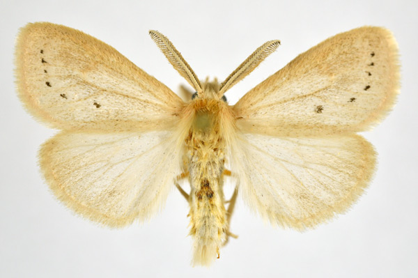 /filer/webapps/moths/media/images/S/subrosea_Laelia_AM_NHMO.jpg