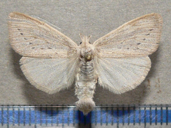 /filer/webapps/moths/media/images/S/subrosea_Laelia_A_Goff.jpg