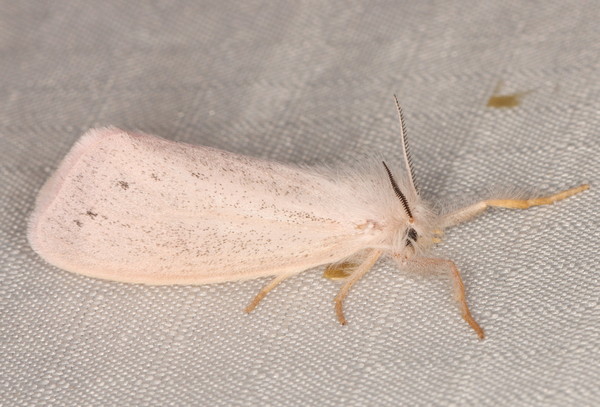 /filer/webapps/moths/media/images/S/subrosea_Laelia_A_Heyns_01.jpg