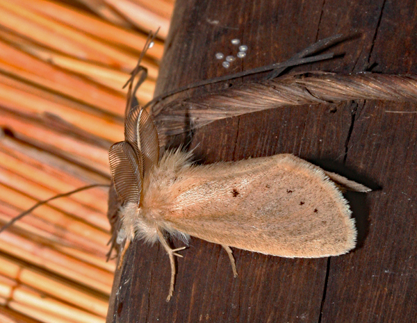 /filer/webapps/moths/media/images/S/subrosea_Laelia_A_Roland_01.jpg