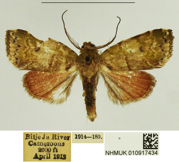 /filer/webapps/moths/media/images/S/subrosea_Microzada_AM_NHMUK_02.jpg