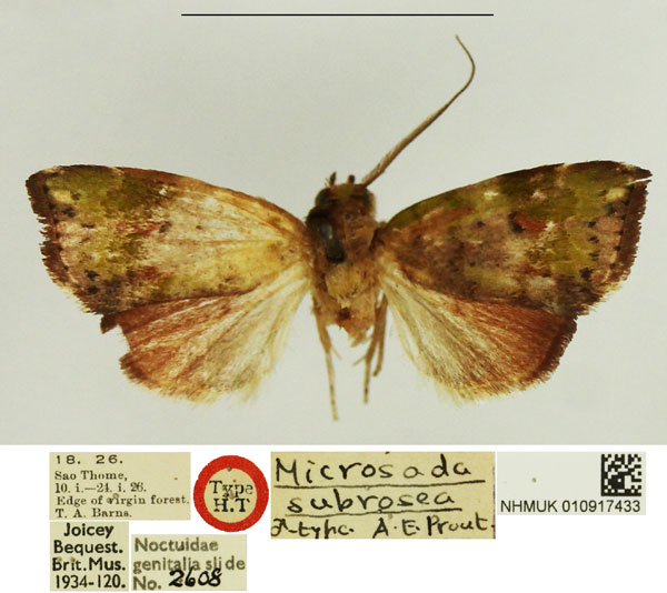 /filer/webapps/moths/media/images/S/subrosea_Microzada_HT_NHMUK.jpg
