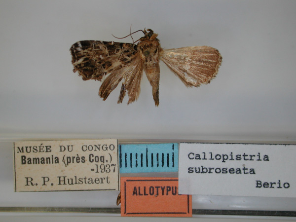 /filer/webapps/moths/media/images/S/subroseata_Callopistria_AT_RMCA.jpg
