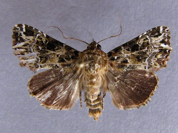/filer/webapps/moths/media/images/S/subroseata_Callopistria_A_Baron.jpg