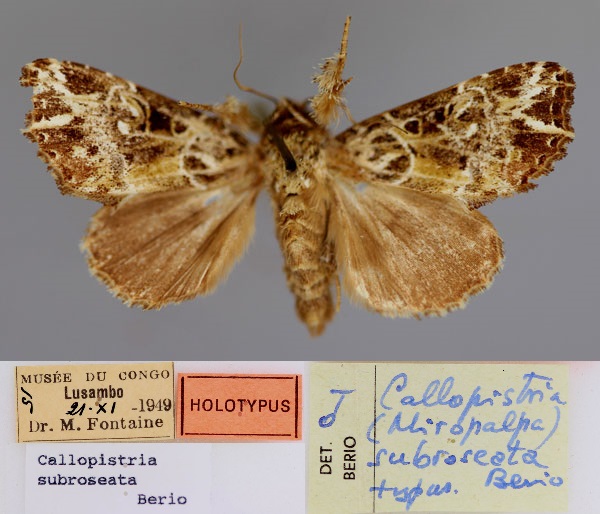 /filer/webapps/moths/media/images/S/subroseata_Callopistria_HT_RMCA_01.jpg