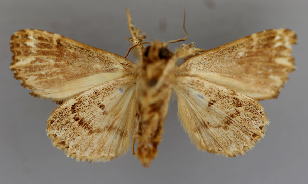 /filer/webapps/moths/media/images/S/subroseata_Callopistria_HT_RMCA_02.jpg