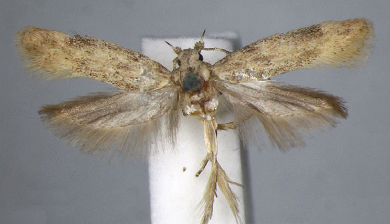 /filer/webapps/moths/media/images/S/subroseata_Phthorimaea_HT_BMNH.jpg