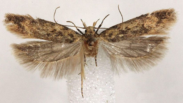 /filer/webapps/moths/media/images/S/subroseata_Scrobipalpa_AF_BMNH.jpg
