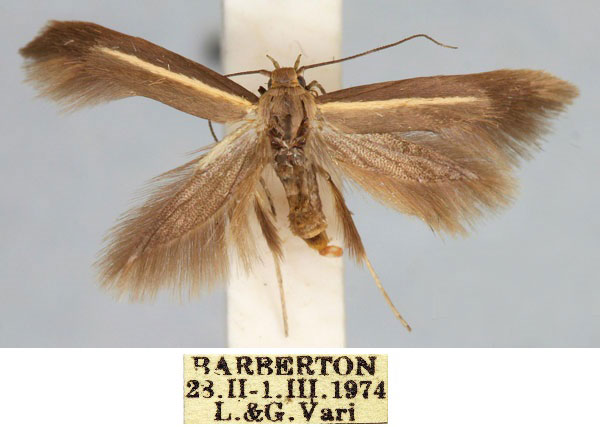 /filer/webapps/moths/media/images/S/subroseola_Scythris_HT_TMSA_SjwFH0q.jpg