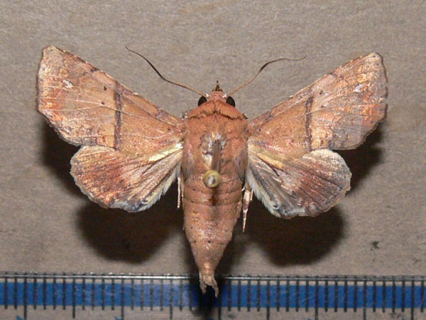/filer/webapps/moths/media/images/S/subrubens_Eutelia_A_Goff.jpg