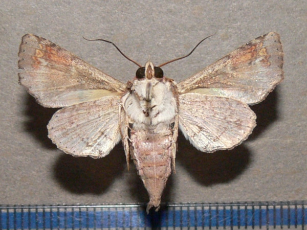 /filer/webapps/moths/media/images/S/subrubens_Eutelia_A_Goff_01.jpg