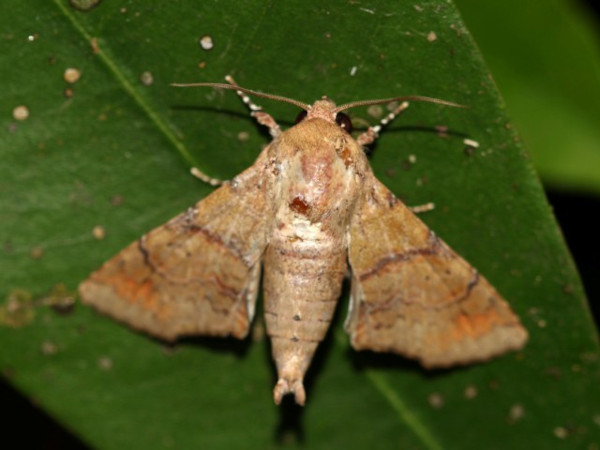 /filer/webapps/moths/media/images/S/subrubens_Eutelia_A_Grimm_01.jpg