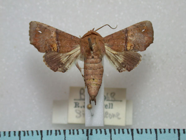 /filer/webapps/moths/media/images/S/subrubens_Eutelia_A_Revell.jpg