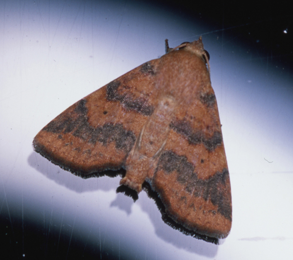 /filer/webapps/moths/media/images/S/subrubens_Eutelia_A_Roland_04.jpg