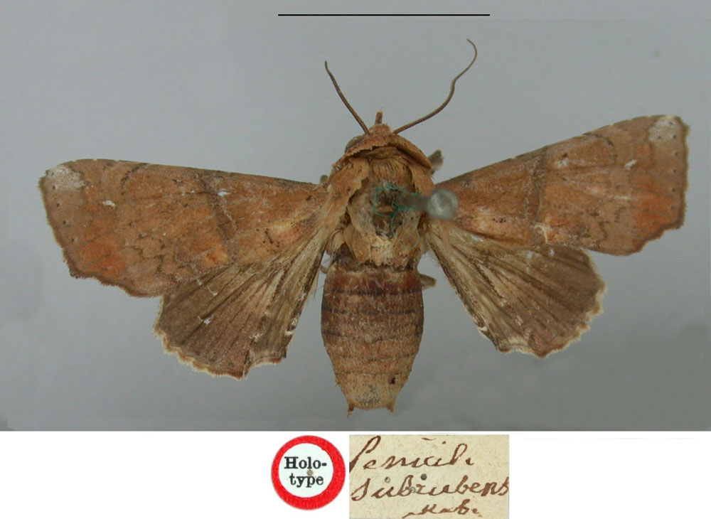 /filer/webapps/moths/media/images/S/subrubens_Penicillaria_HT_BMNH.jpg