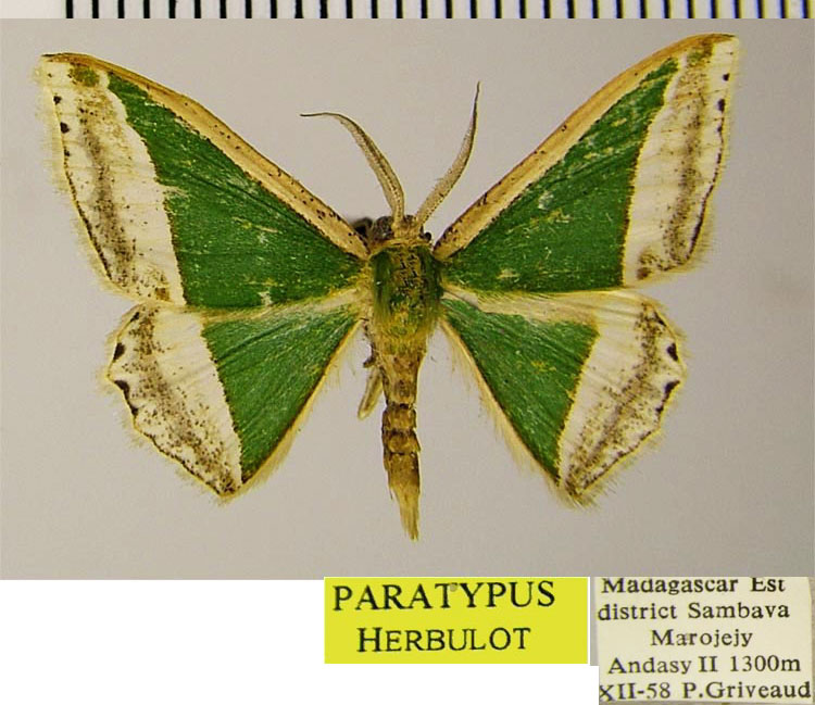 /filer/webapps/moths/media/images/S/subrubescens_Archichlora_PTM_ZSMa.jpg