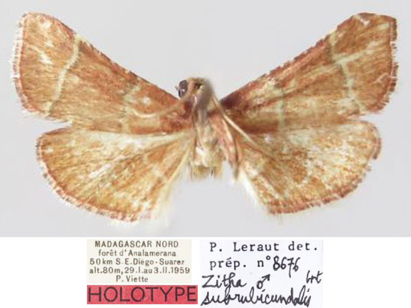 /filer/webapps/moths/media/images/S/subrubicundalis_Zitha_HT_MNHN.jpg