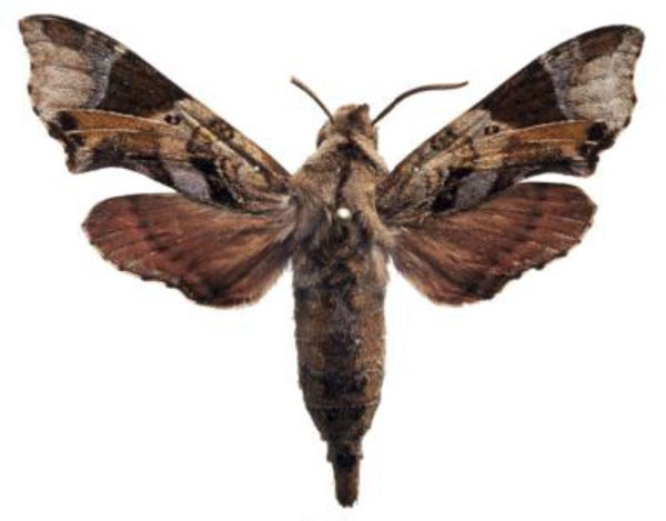 /filer/webapps/moths/media/images/S/subrubra_Temnora_AM_AMUP.jpg