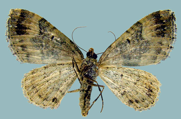 /filer/webapps/moths/media/images/S/subrufaria_Piercia_AF_Staudeb.jpg