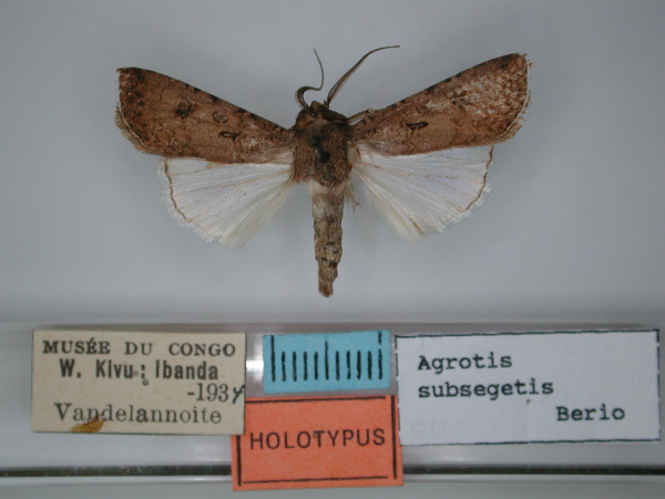 /filer/webapps/moths/media/images/S/subsegetis_Agrotis_HT_RMCA.jpg