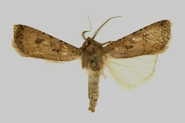 /filer/webapps/moths/media/images/S/subsegetis_Agrotis_HT_RMCA_02.jpg