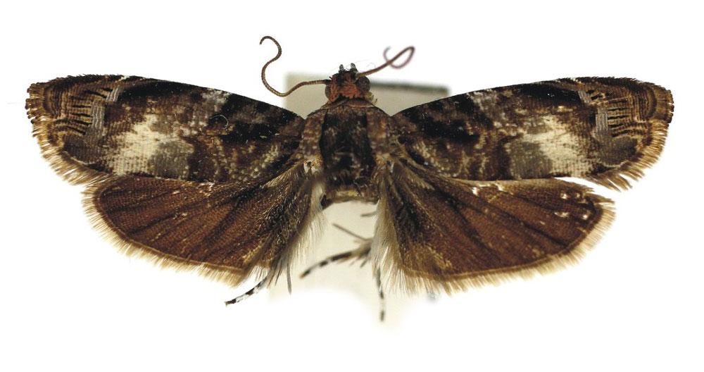 /filer/webapps/moths/media/images/S/subseparata_Endotera_HT_Bassi.jpg