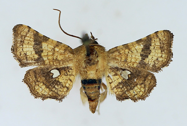 /filer/webapps/moths/media/images/S/subsignata_Dysodia_AM_TMSA.jpg