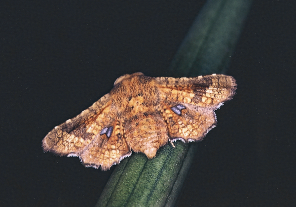 /filer/webapps/moths/media/images/S/subsignata_Dysodia_F_Roland_03.jpg