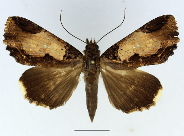 /filer/webapps/moths/media/images/S/subsignata_Ercheia_AM_Basquin_02.jpg