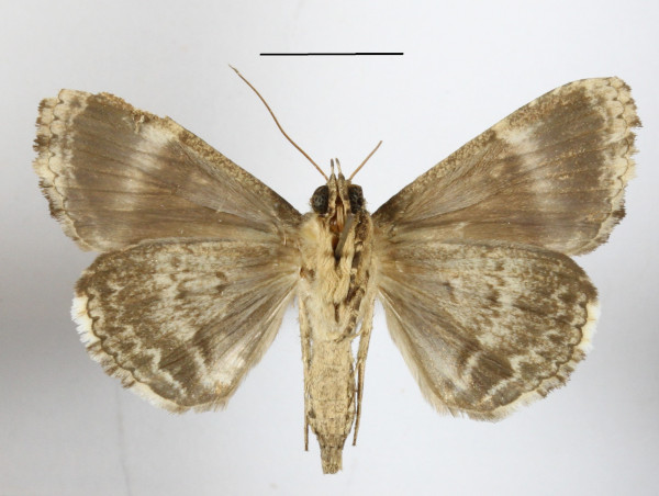/filer/webapps/moths/media/images/S/subsignata_Ercheia_A_MGCLb_01.jpg
