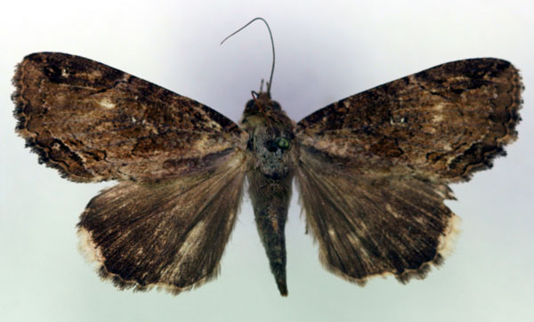 /filer/webapps/moths/media/images/S/subsignata_Ercheia_A_RMCA.jpg