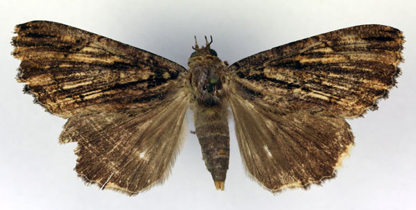 /filer/webapps/moths/media/images/S/subsignata_Ercheia_A_RMCA_04.jpg