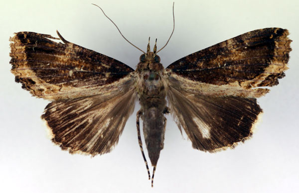 /filer/webapps/moths/media/images/S/subsignata_Ercheia_A_RMCA_07.jpg