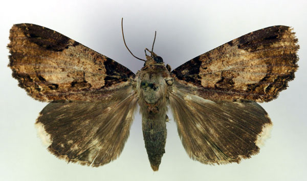 /filer/webapps/moths/media/images/S/subsignata_Ercheia_A_RMCA_08.jpg