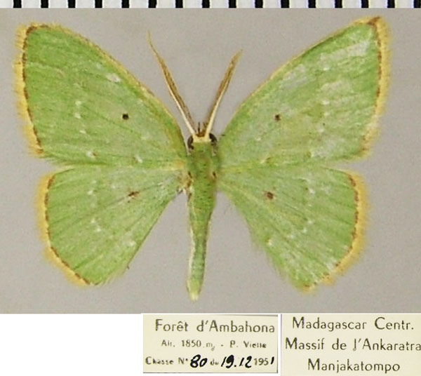 /filer/webapps/moths/media/images/S/subsimplex_Comostolopsis_AM_ZSMa.jpg