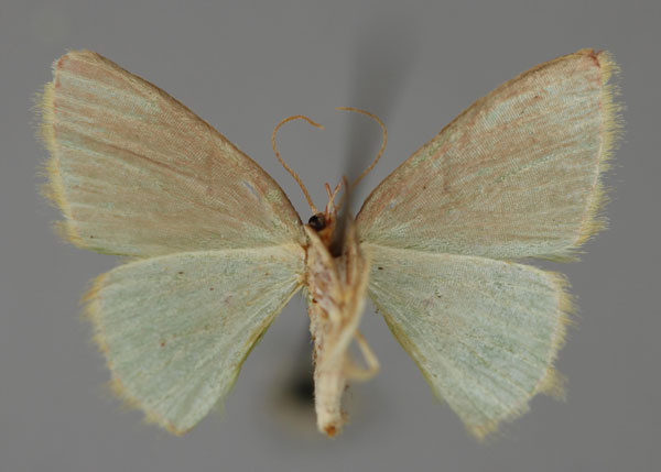 /filer/webapps/moths/media/images/S/subsimplex_Comostolopsis_A_ZSM_02.jpg