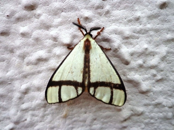 /filer/webapps/moths/media/images/S/subsordida_Epanaphe_A_Ajibade.JPG