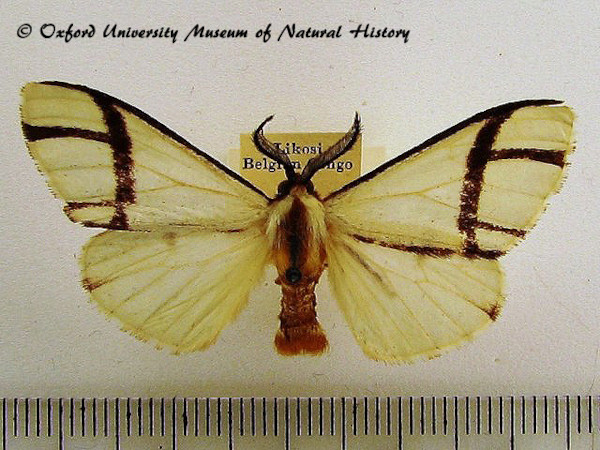 /filer/webapps/moths/media/images/S/subsordida_Epanaphe_A_OUMNH.jpg