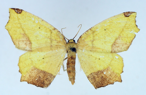 /filer/webapps/moths/media/images/S/subspersa_Epigynopteryx_AF_TMSA.jpg