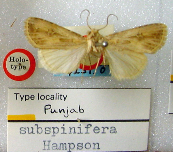 /filer/webapps/moths/media/images/S/subspinifera_Euxoa_HT_BMNH.jpg