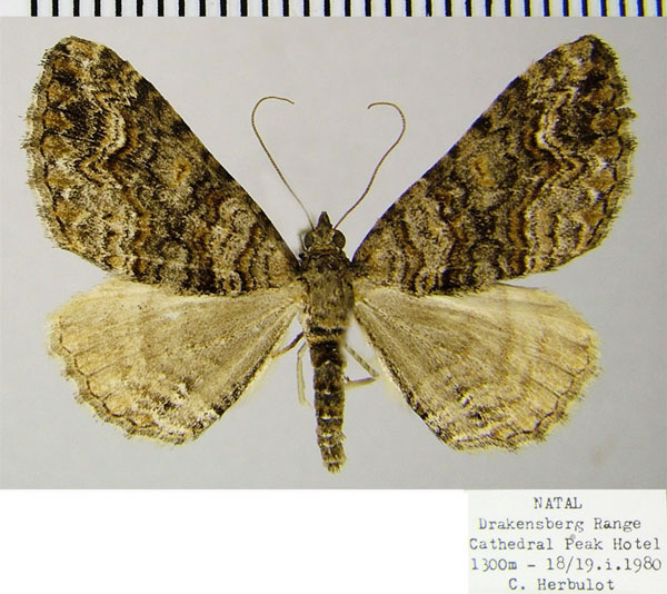/filer/webapps/moths/media/images/S/subspissata_Polystroma_AF_ZSM.jpg