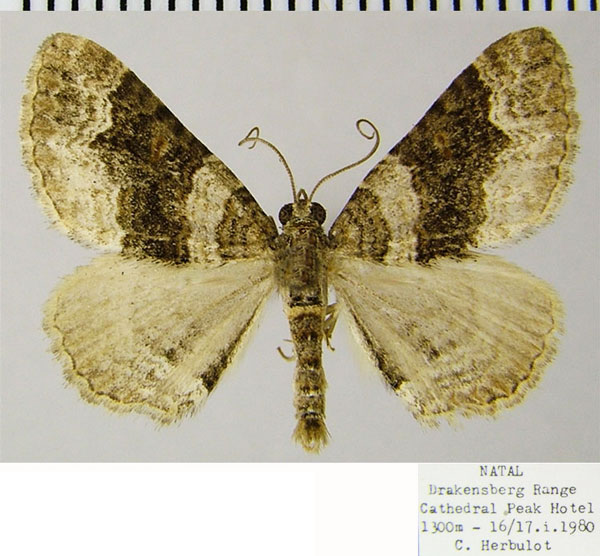 /filer/webapps/moths/media/images/S/subspissata_Polystroma_AM_ZSM.jpg