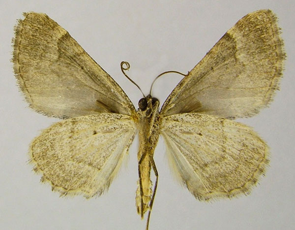 /filer/webapps/moths/media/images/S/subspissata_Polystroma_AM_ZSMb.jpg