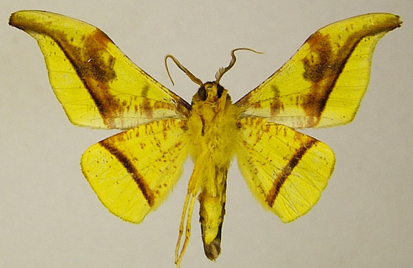 /filer/webapps/moths/media/images/S/subsplendens_Plegapteryx_AM_ZSMb.jpg