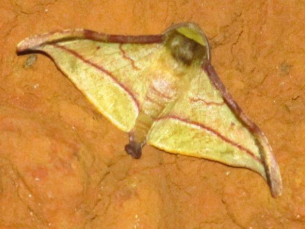 /filer/webapps/moths/media/images/S/subsplendens_Plegapteryx_A_Stanton.jpg