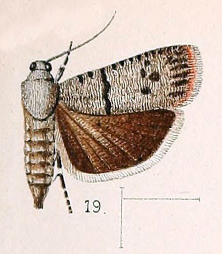 /filer/webapps/moths/media/images/S/substriata_Phycodes_HT_Walsingham_1891_4-19.jpg