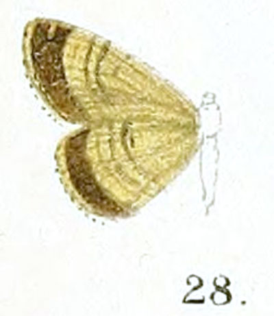 /filer/webapps/moths/media/images/S/subterlimbata_Eupithecia_HT_Prout_16-28.jpg