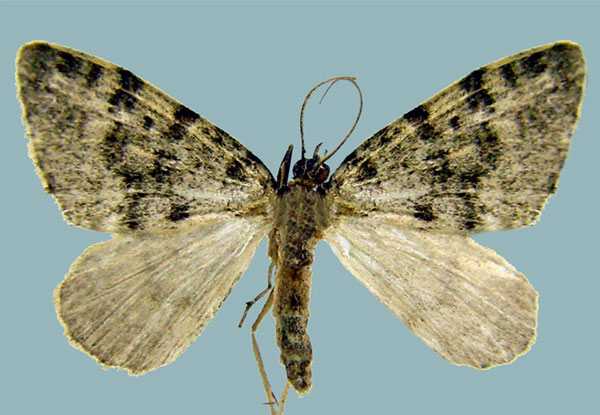 /filer/webapps/moths/media/images/S/subterlimbata_Piercia_AF_Staudea.jpg