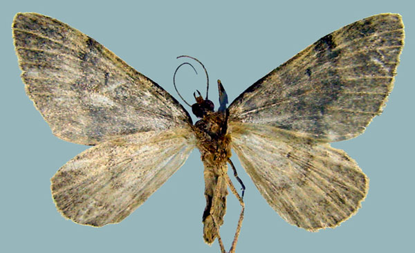 /filer/webapps/moths/media/images/S/subterlimbata_Piercia_AF_Staudeb.jpg